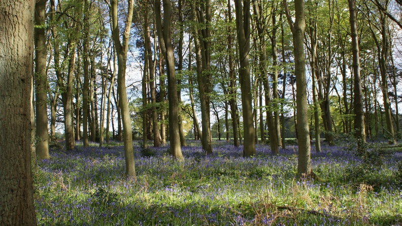 Bluebell_Woods-106.jpg