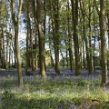 Bluebell Woods-106