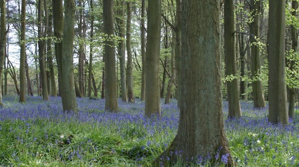 Bluebell Woods-108