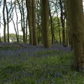 Bluebell Woods-109