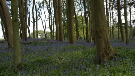 Bluebell Woods-109