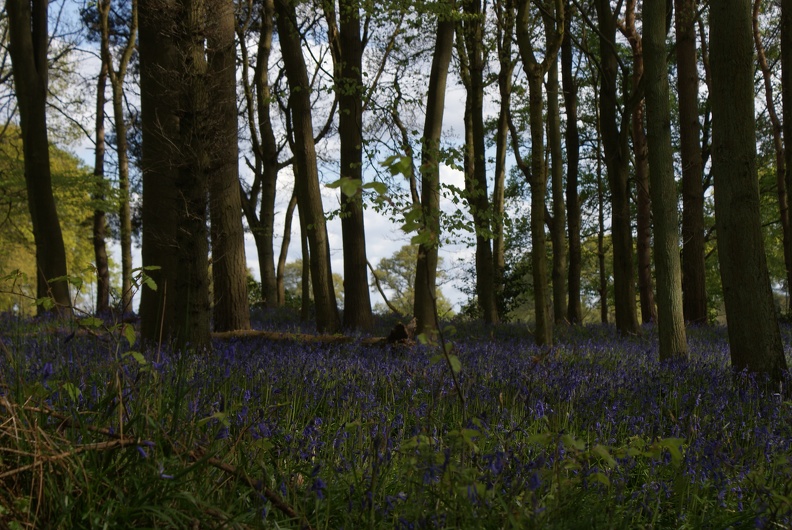 Bluebell_Woods-11.jpg