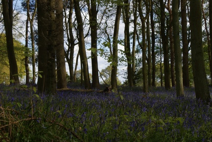 Bluebell Woods-11