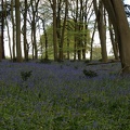 Bluebell Woods-110