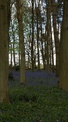 Bluebell Woods-111