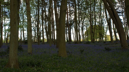 Bluebell Woods-112