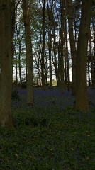 Bluebell Woods-114