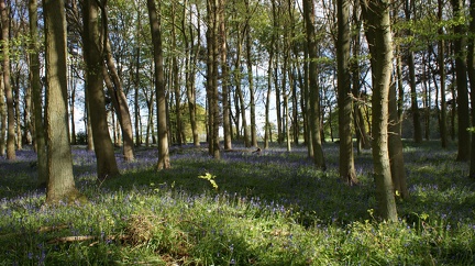 Bluebell Woods-115