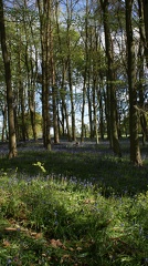 Bluebell Woods-116