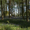 Bluebell Woods-116