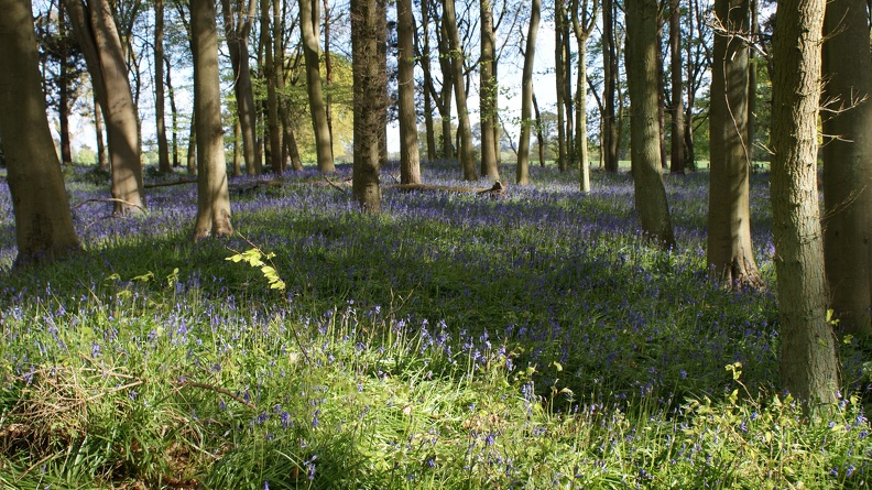 Bluebell_Woods-117.jpg