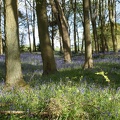 Bluebell Woods-118