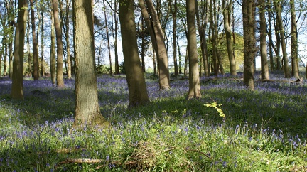 Bluebell Woods-118