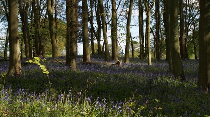 Bluebell Woods-119