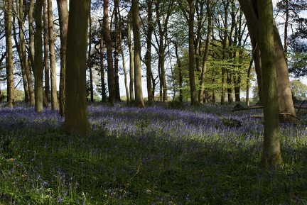 Bluebell Woods-12