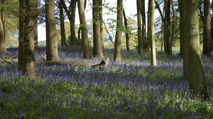 Bluebell Woods-120