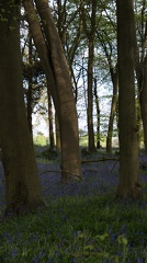 Bluebell Woods-121
