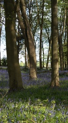 Bluebell Woods-122
