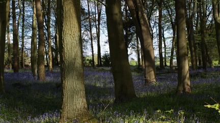 Bluebell Woods-123