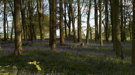 Bluebell Woods-124