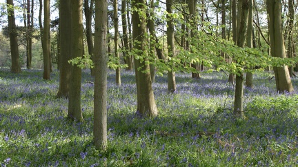 Bluebell Woods-126