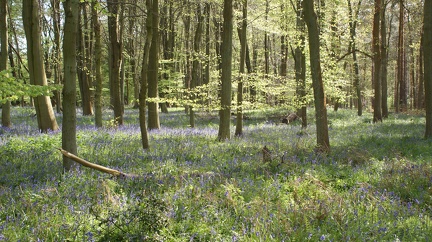 Bluebell Woods-127