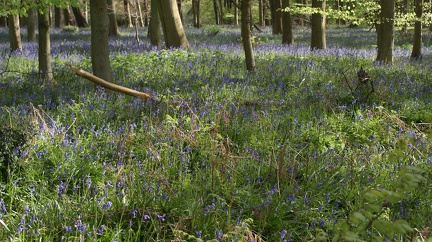 Bluebell Woods-128