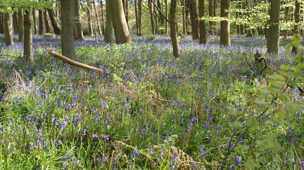 Bluebell Woods-129