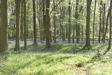 Bluebell Woods-13