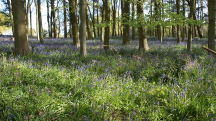 Bluebell Woods-130