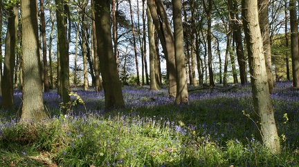 Bluebell Woods-131