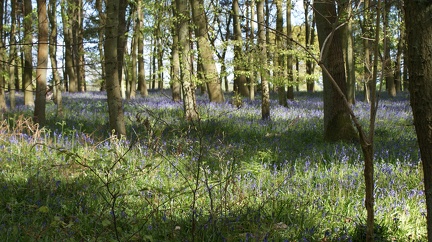Bluebell Woods-132