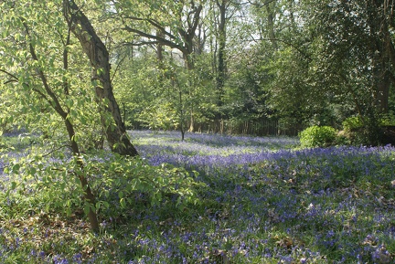 Bluebell Woods-133