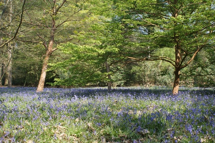 Bluebell Woods-134