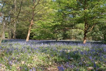 Bluebell Woods-135