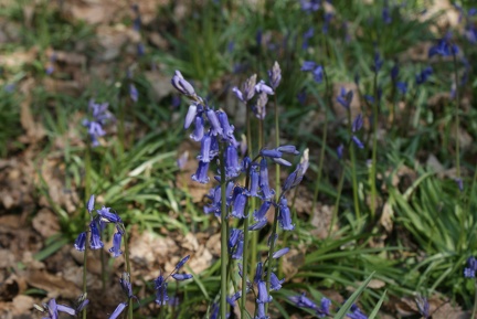 Bluebell Woods-136