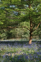 Bluebell Woods-137