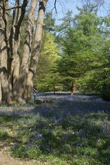 Bluebell Woods-138