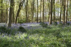 Bluebell Woods