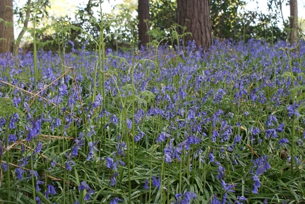 Bluebell Woods-80