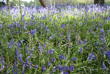 Bluebell Woods-81
