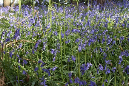 Bluebell Woods-82
