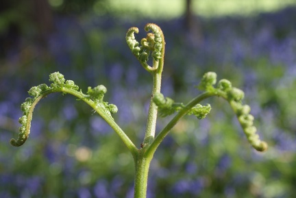 Bluebell Woods-83