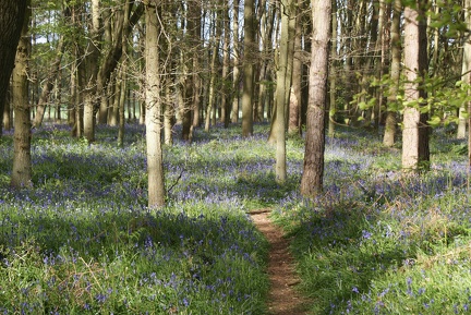 Bluebell Woods-84