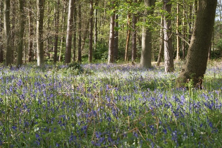 Bluebell Woods-85