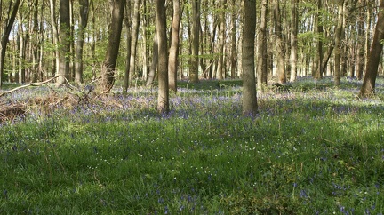 Bluebell Woods-86