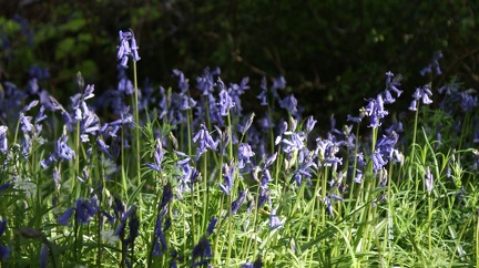 Bluebell Woods-87