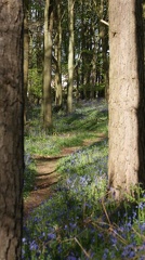 Bluebell Woods-88