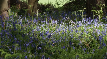 Bluebell Woods-89