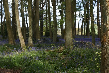 Bluebell Woods-9